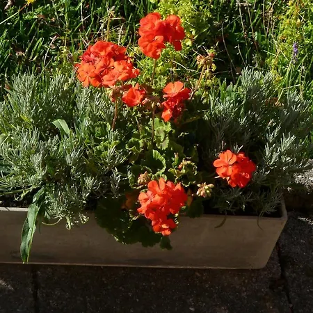 Carpe Diem Bed and Breakfast Steffisburg